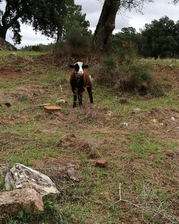 Turismo Rural casa da céu Amiais de Cima Exterior foto